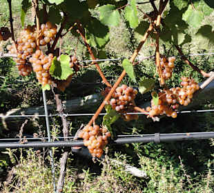 Helle Trauben bei Kaltern
