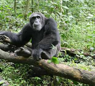 Schimpansen Tracking im Kabale Forest