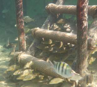 Fische warten unter dem Steg 