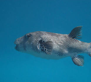 Kugelfisch