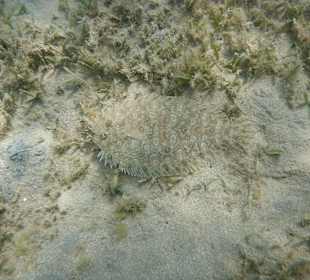 Tierwelt unter Wasser