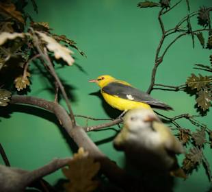 Vogel-und Jagdtierkunde