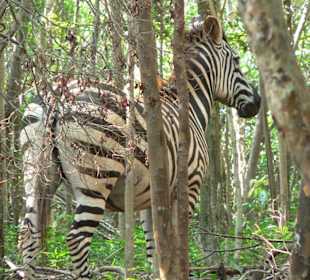 Zebra auf Cayo Saetia