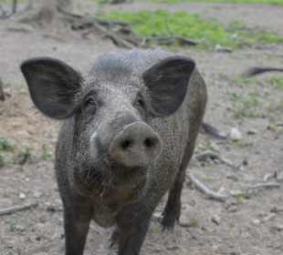 Naturwildpark Granat 