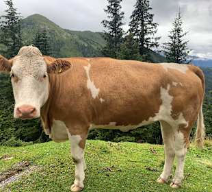 Wandern Ochsengarten