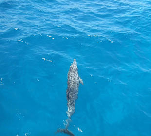 Ausflug zum Dolphin House