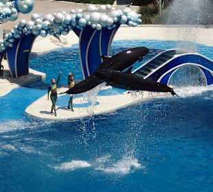 Die Whale and Dolphin Show