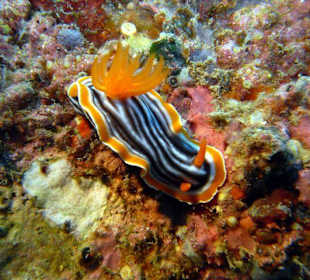 Schnecke/Nudibranch