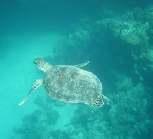 Meeresschildkröte