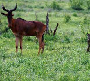 Der mit dem langen Gesicht