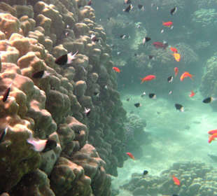 Fische im Hausriff Tulip Resort