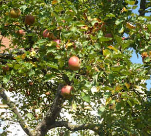 Hofgarten am Dachauer Schloss