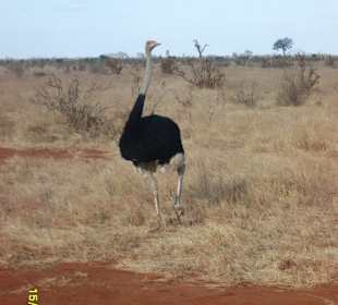 Wer hat meine Frau gesehen?