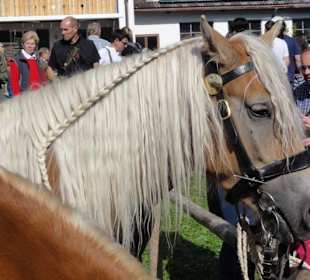Ein Haflinger ist auch dabei