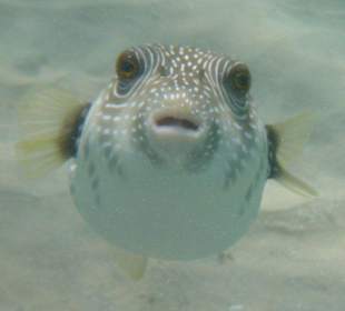 Begrüssung am Hausriff