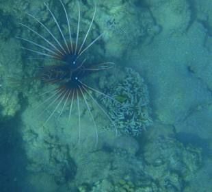 Feuerfisch am Hausriff