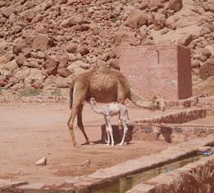 Dromedar mit Kind