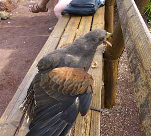 Besucher werden in Show einbezogen