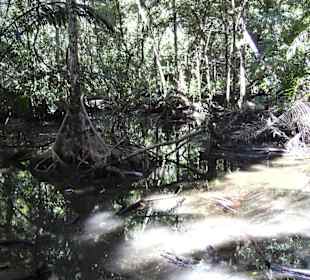 Urwald im National Park Eingang Underground River