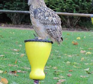 Falken- & Greifvogelflugshow