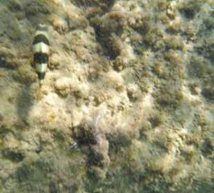 Unterwasseraufnahme am Hausriff