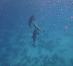 Ausflug mit SimSim Reisen