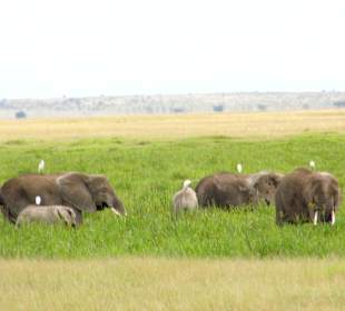 Jeder Eli hat seinen Vogel