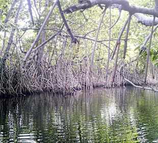 Black River Mangrovengebiet