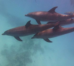 Delfintouren in Hurghada