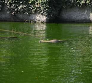 Zoo