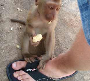 Monkey Theatre
