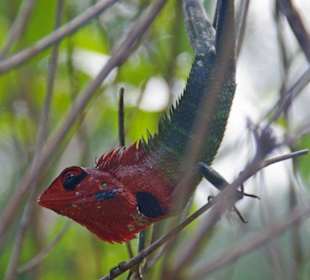Schöne bunte Echse 1