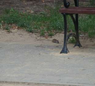 Zoo Warschau