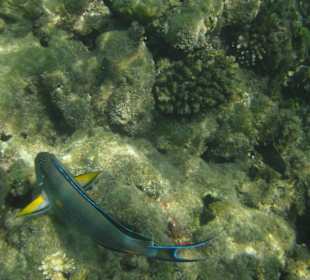 Unterwasseraufnahme am Strand