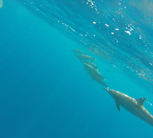Delfin Tour Marsa Alam