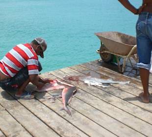 Kleine geschlachtete Haie im Hafen