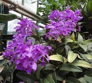 Flora