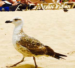 Playa del Matorral Morro Jable