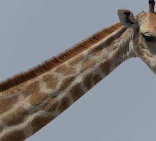 Etosha