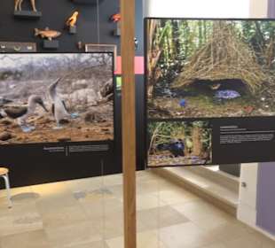 Museum für Ur- und Frühgeschichte