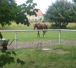 Park przy Pałacu w Nieborowie
