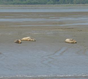 Eiderfahrt Seehunde auf Sandbank in der Eider