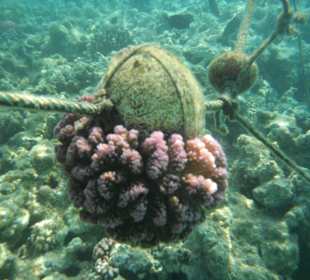 Koralle an einer Boje/ Prima Life