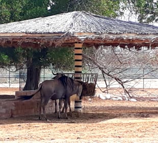 Al Areen Wildlife Park