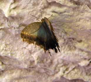 Schmetterlingshaus in der Höhle