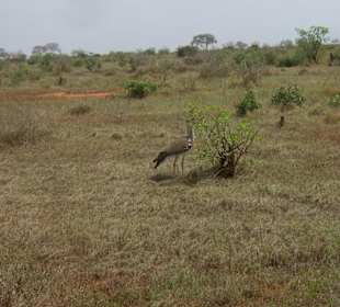 Tsavo Ost