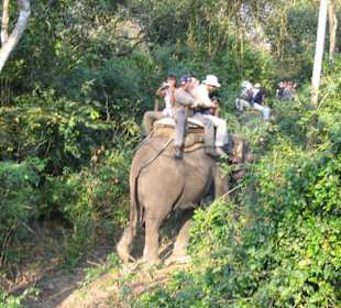 Take a ride by elephant