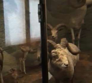 Naturhistorisches Museum