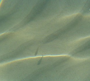 Fisch im sauberem Strandwasser