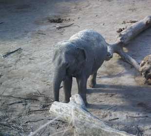 Elefant